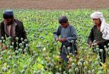 درآمد زایی برخی از مقامات دولتی افغانستان از کشت و قاچاق مواد مخدر