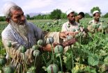 نگرانی سازمان ملل از افزایش کشت خشخاش در افغانستان