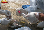 اختصاص یک‌صد میلیارد ریال برای کنترل و مقابله با بیماری آنفلوانزای فوق حاد پرندگان