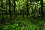 ارتقا ۱۰ درصدی ضریب حفاظت از جنگلها به‌صورت سالیانه