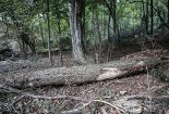 بهره‌برداری از درختان ریشه‌کن شده و آفت‌زده با مجوز سازمان جنگلها مجاز است